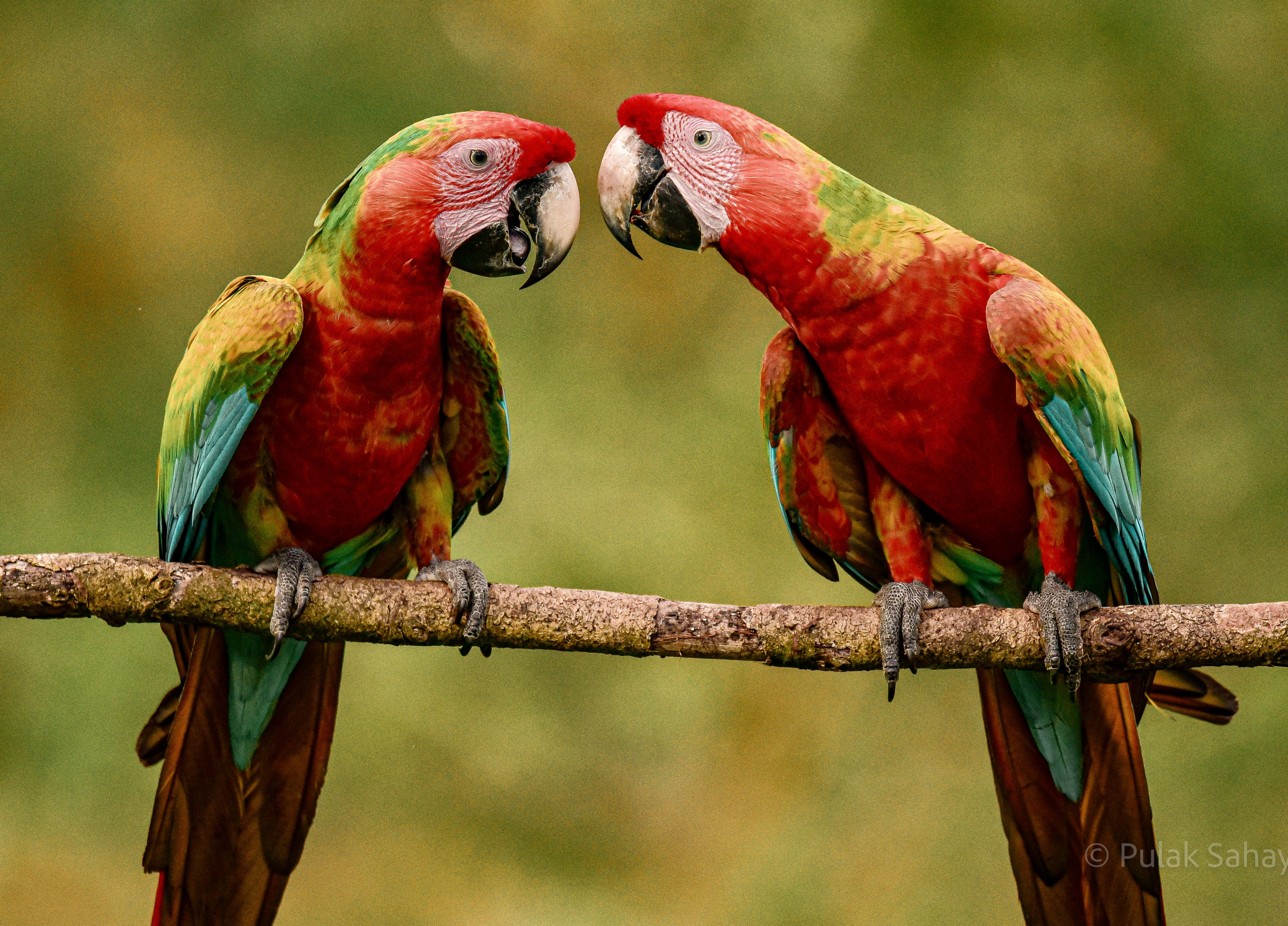 Two Macaws interacting